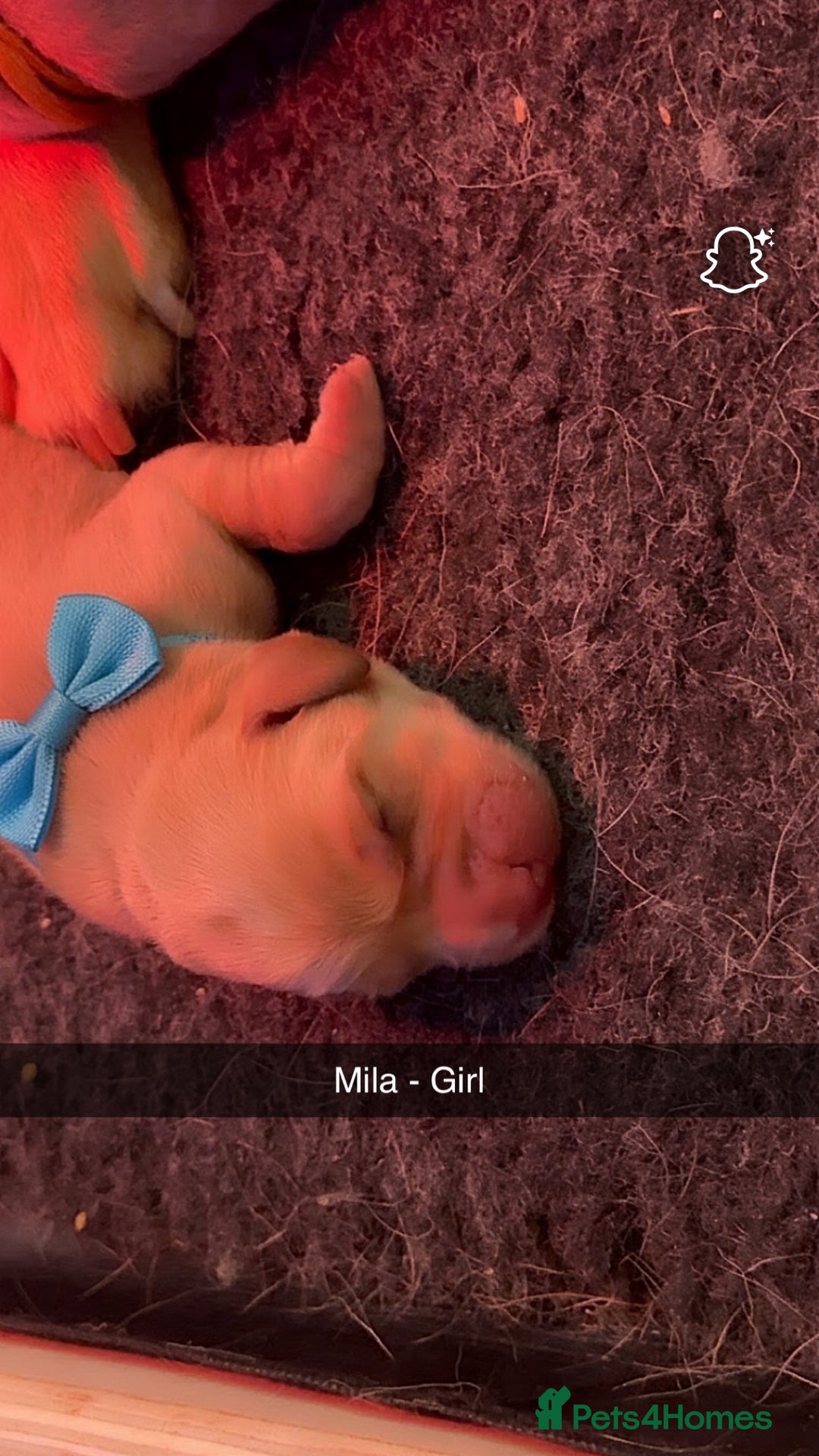 Labrador Retriever dogs for sale: Gorgeous fox red Labrador retriever for sale  - Image 7