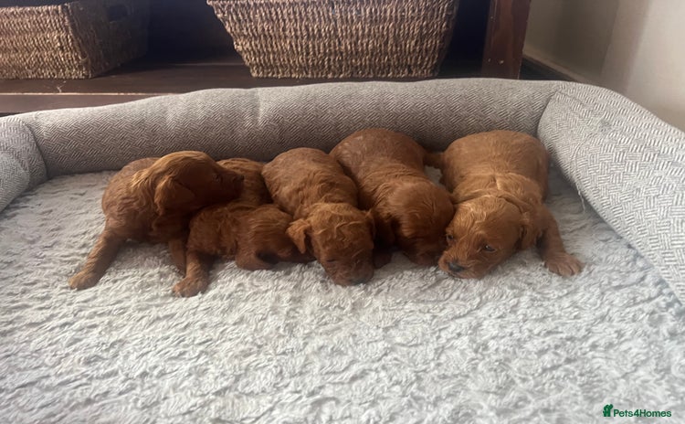 Cavapoo dogs - Advert 3