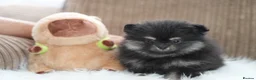 Pomeranian dogs for sale: KC Registered Boys and Girls - Advert 2