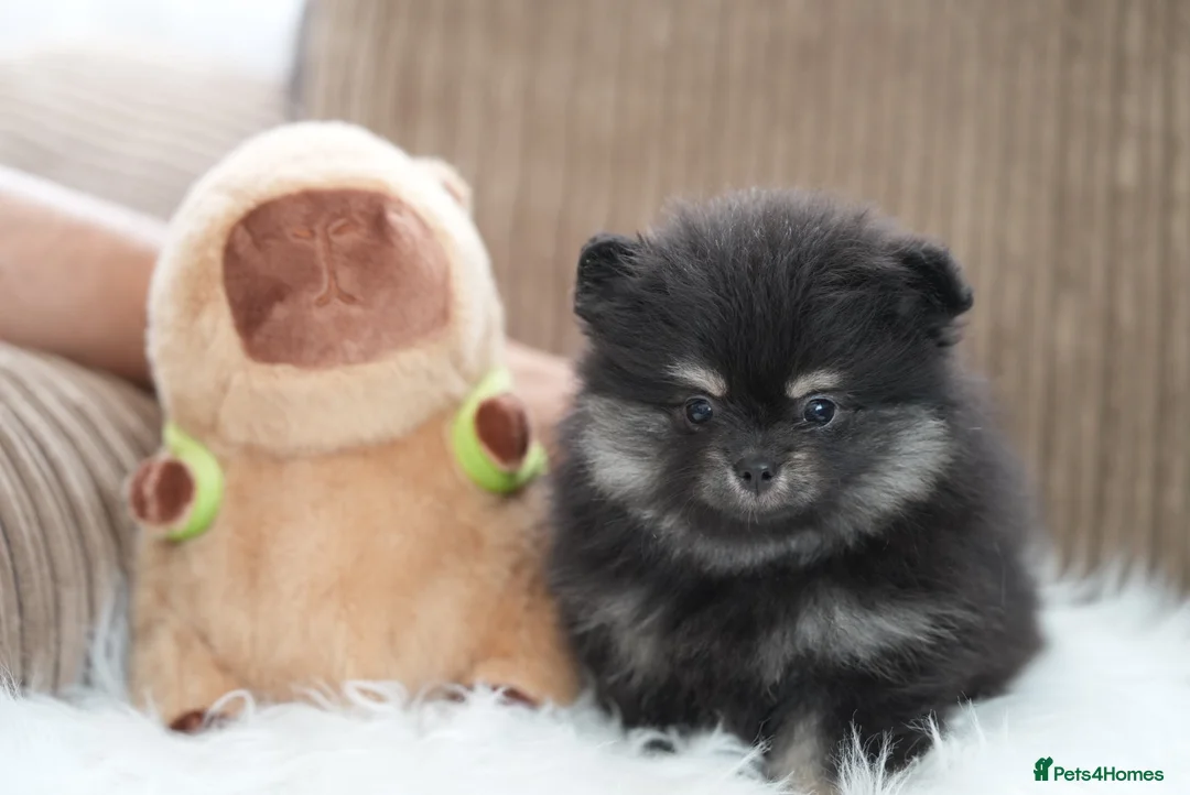 Pomeranian dogs for sale: KC Registered Boys and Girls - Advert 2