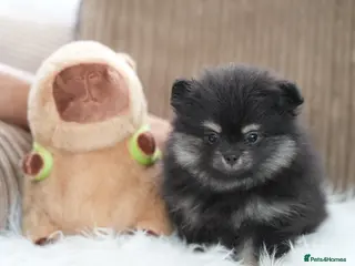 Pomeranian dogs Only one girl left from KC Registered Litter - Advert 9