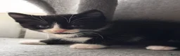 Mixed Breed cats for sale: 😻😻😻BEAUTIFUL KITTENS😻😻😻 - Advert 17