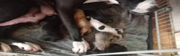 Mixed Breed dogs for sale: American mastiff  **  in Oxford - Advert 3