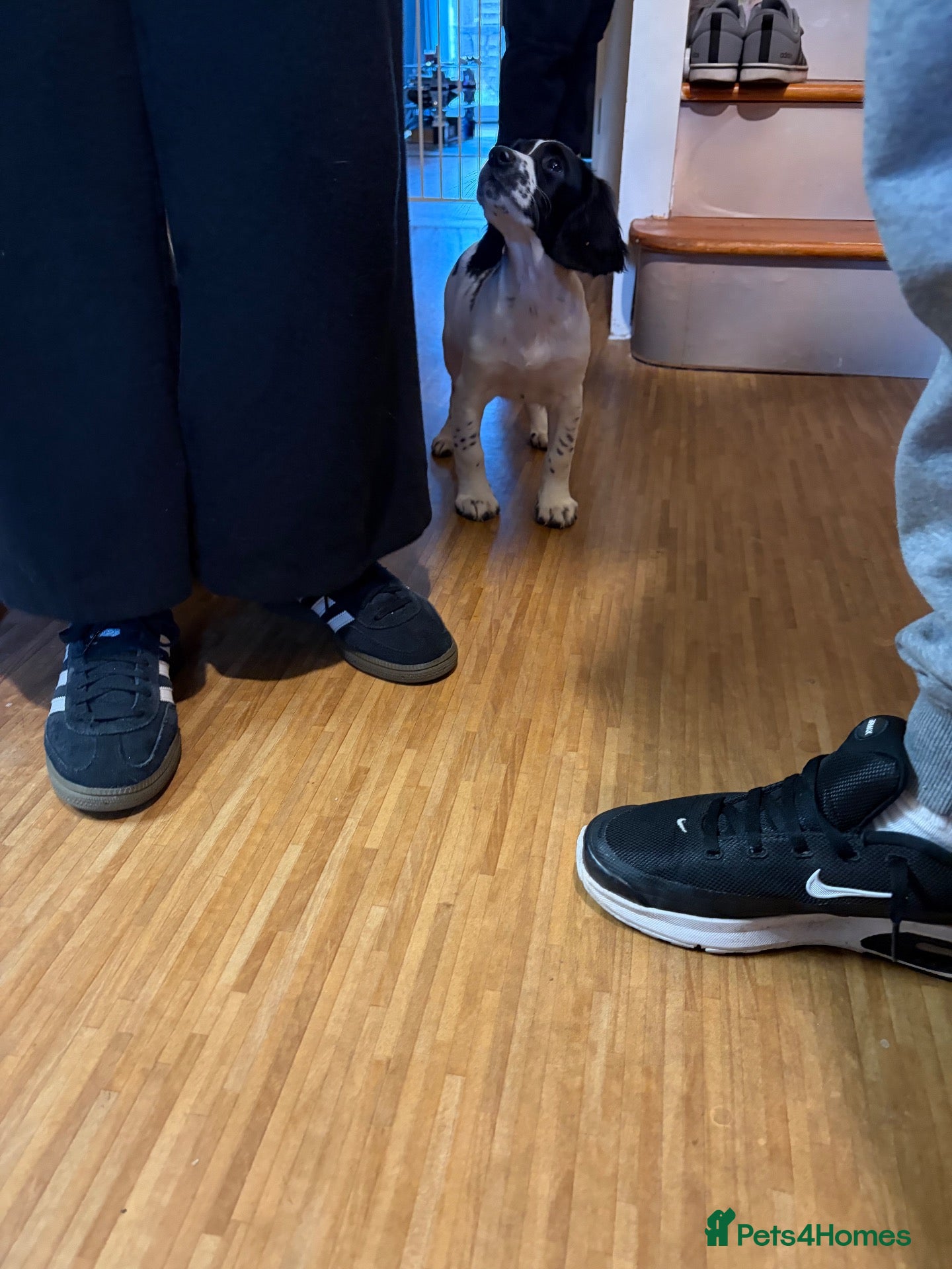 Mixed Breed dogs Loki! - Advert 6
