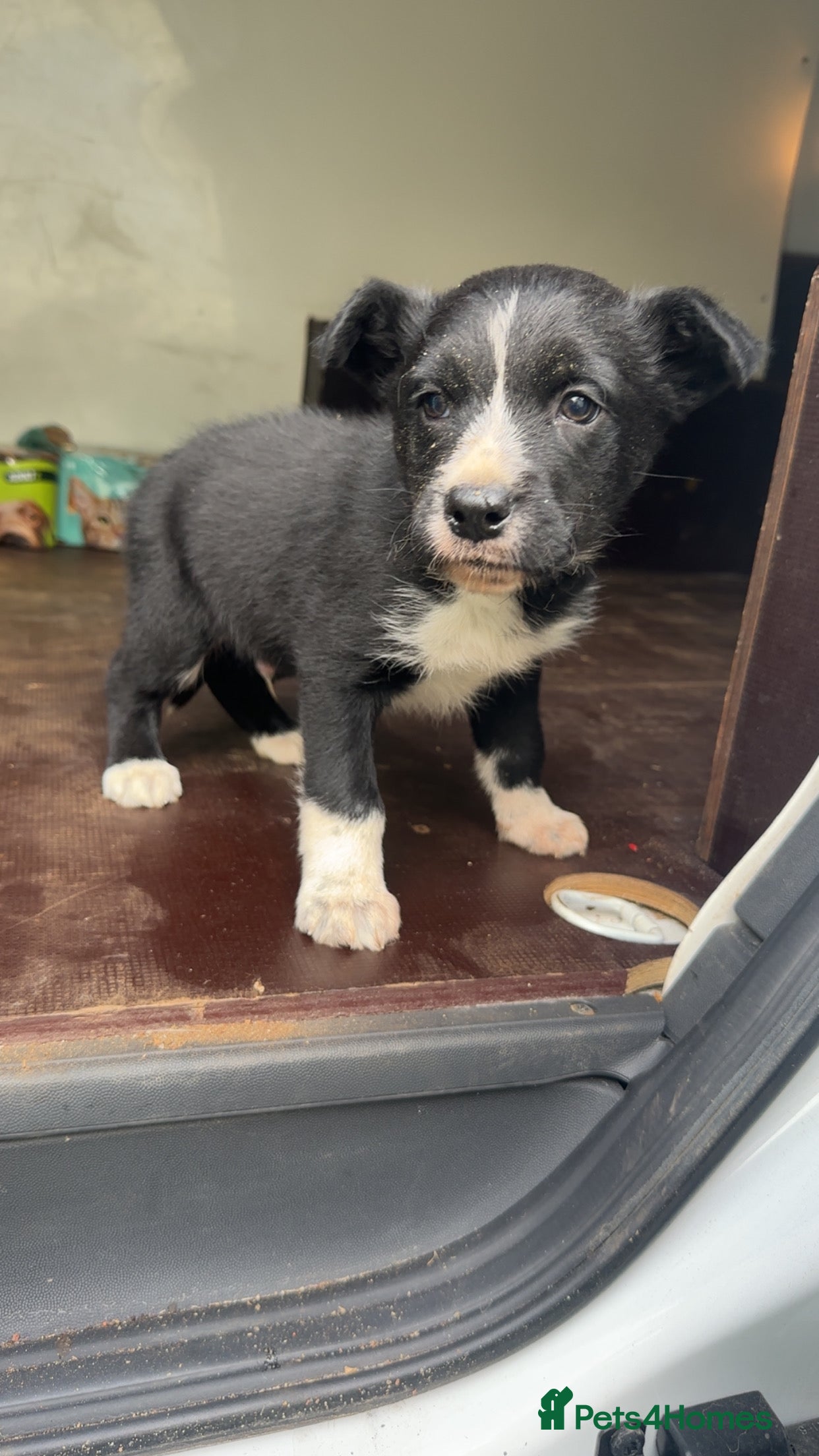 Smooth Collie dogs Collie male pup  - Advert 1