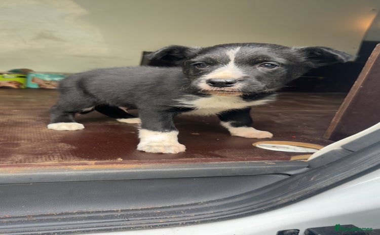 Smooth Collie dogs - Advert 1