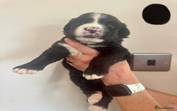 Mixed Breed dogs for sale: Labernese x Bernese mountain dog puppies  - Image 25