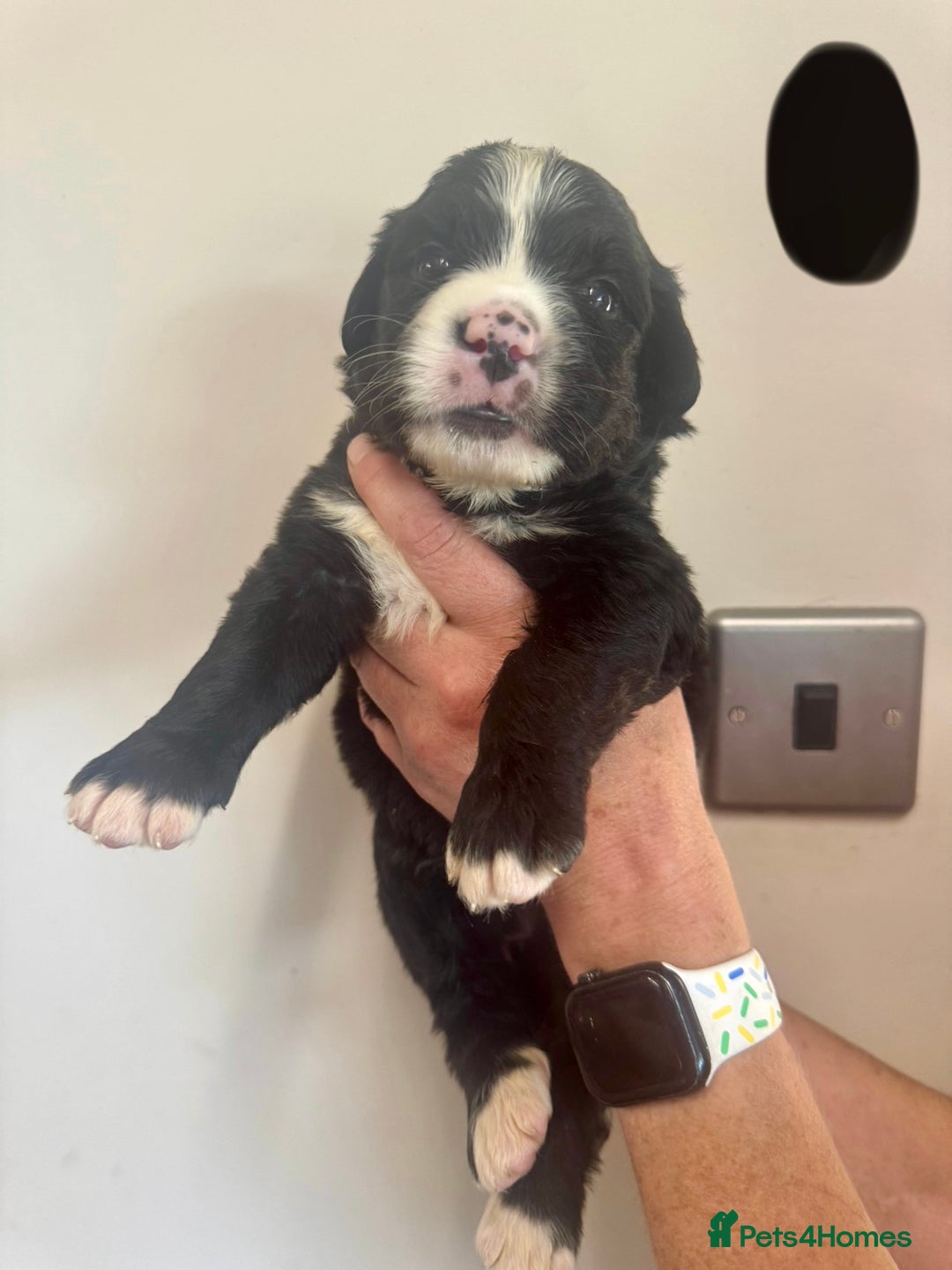 Mixed Breed dogs for sale: Labernese x Bernese mountain dog puppies  - Image 25