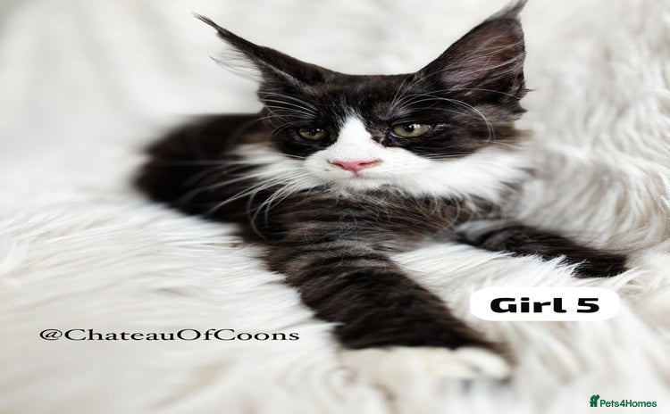 Maine Coon cats - Advert 12
