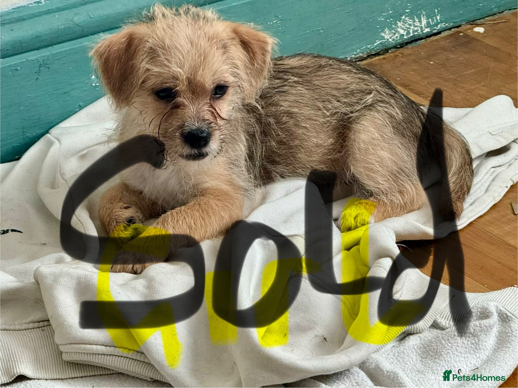 Mixed Breed dogs Reduced price , fully vaccinated pups - Advert 2