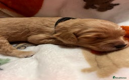 Mixed Breed dogs for sale: Mini Golden Doodle’s - Image 20