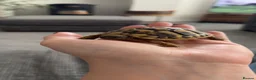 Hermann Tortoise reptiles for sale: Hermann Tortoise in Blackwood - Advert 14