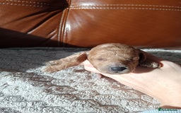 Cockapoo dogs for sale: Beautiful litter of cockapoos - Image 18