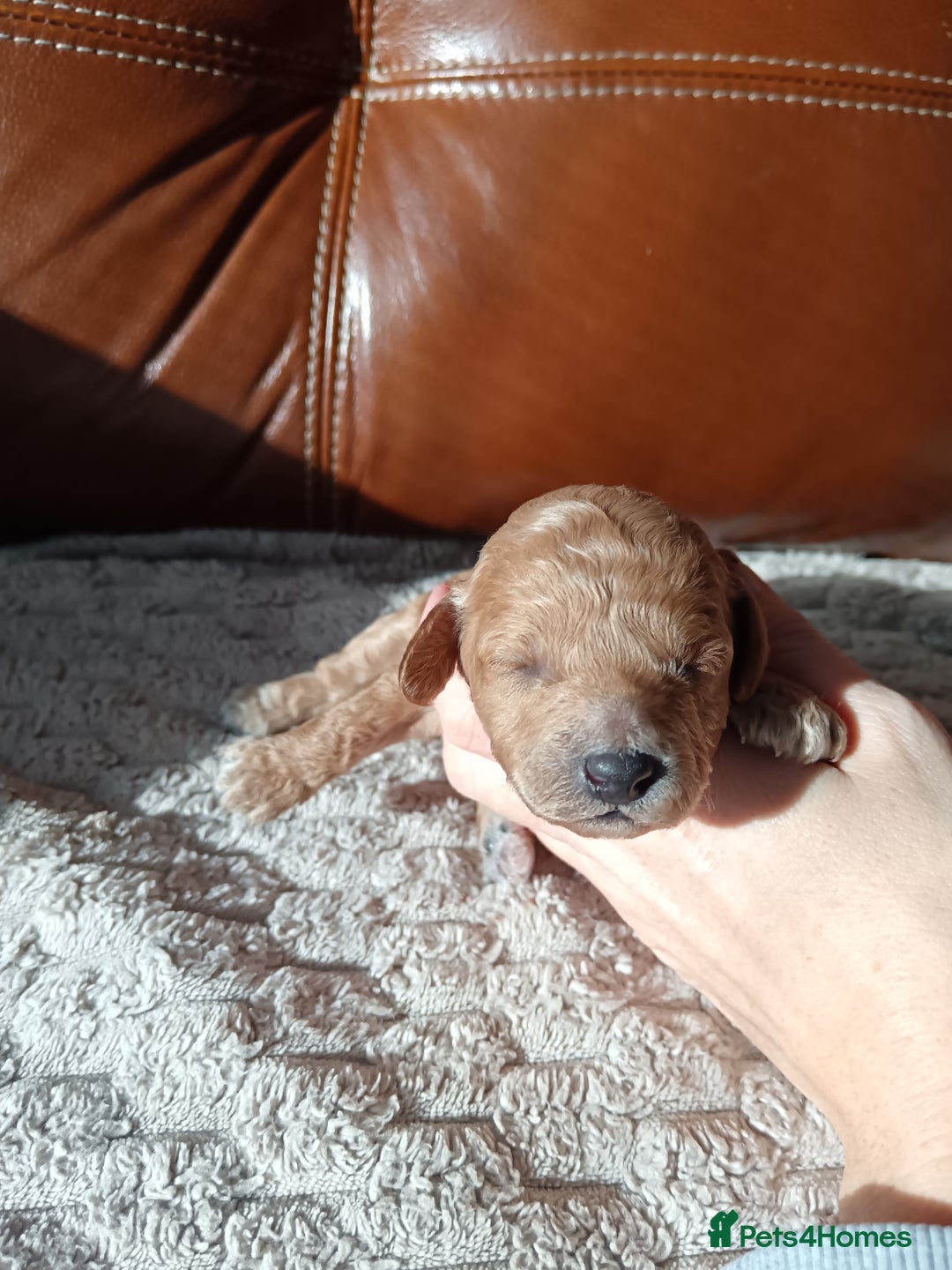 Cockapoo dogs for sale: Beautiful litter of cockapoos - Image 18