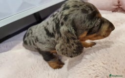 Miniature Dachshund dogs for sale: Adorable Miniature Dachshund Puppies 4boys & 1girl - Image 5
