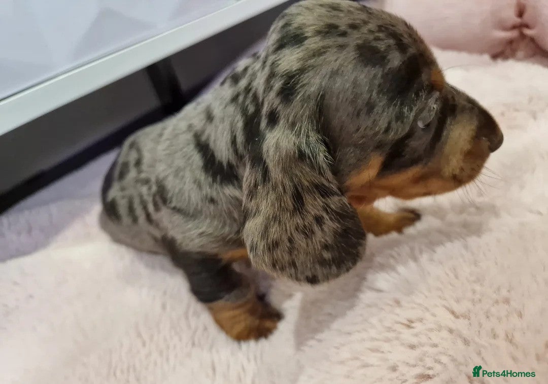 Miniature Dachshund dogs for sale: Adorable Miniature Dachshund Puppies 4boys & 1girl - Image 5