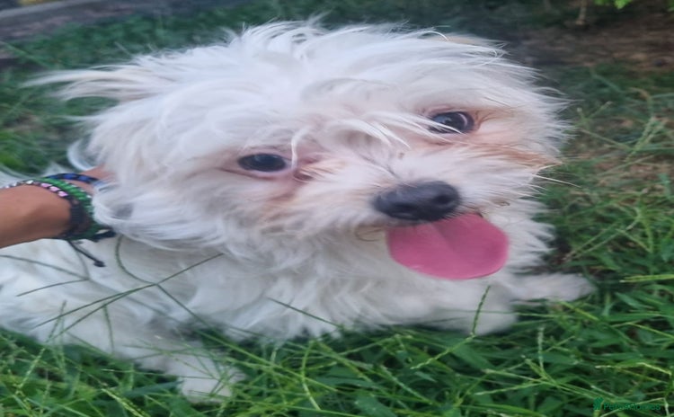 Bichon Frise dogs - Advert 1