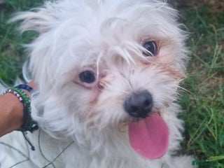 Bichon Frise dogs - Advert 30