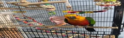 Conures birds for sale: Jenday Conure  in Leicester - Advert 1