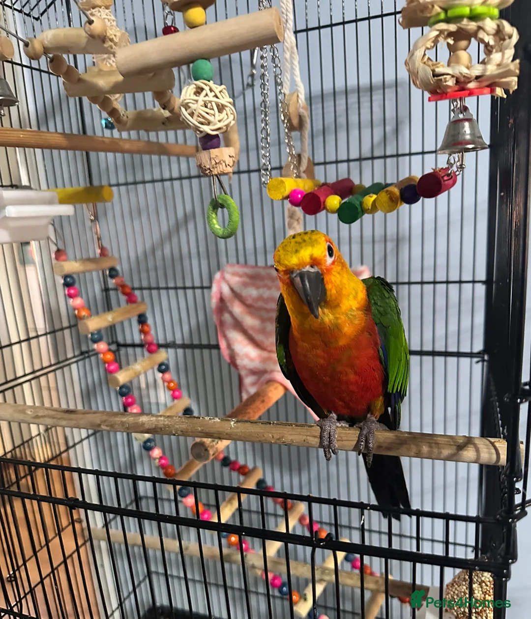 Conures birds for sale: Jenday Conure  in Leicester - Advert 1