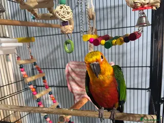 Conures birds Jenday Conure in Leicester - Advert 18