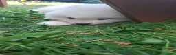 Samoyed dogs for sale: 2 Samoyed Puppies Looking for Their Forever Homes in Craven Arms - Advert 19