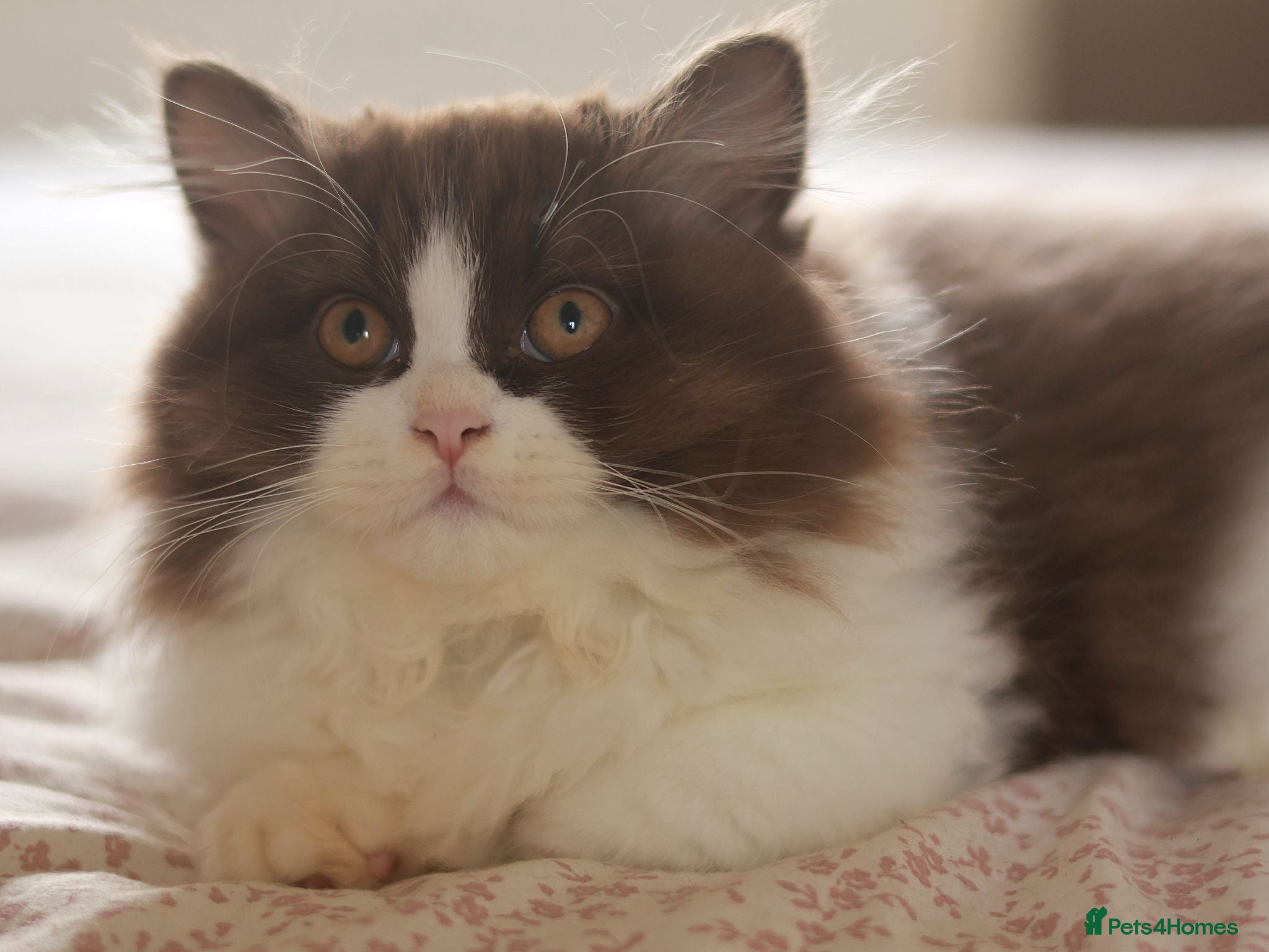 British Longhair cats Stunning Males TICA Reg - Advert 1