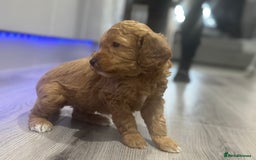 Cavapoo dogs for sale: x4 cockapoos puppies - Advert 8