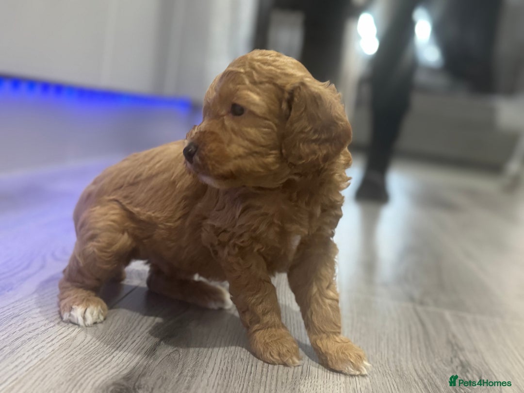 Cavapoo dogs for sale: x4 cockapoos puppies - Advert 8