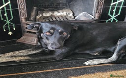 Mixed Breed dogs for sale: Boys  - Image 4