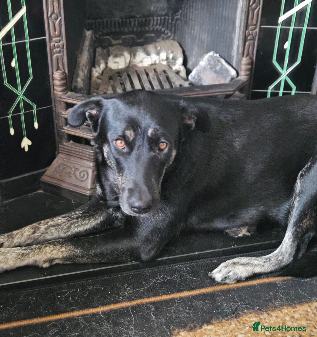 Mixed Breed dogs for sale: Boys  - Image 4