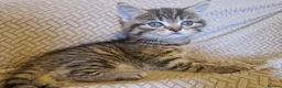 British Shorthair cats for sale: British Shorthair Cross Kittens - Advert 9