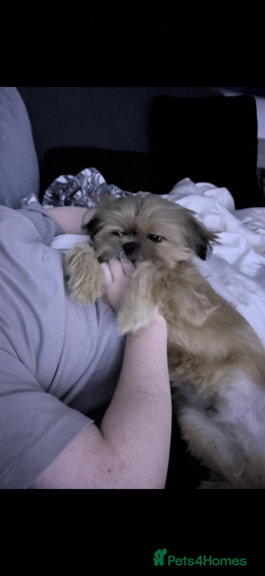 Shih Tzu dogs for sale: 9 month puppy  - Advert 3