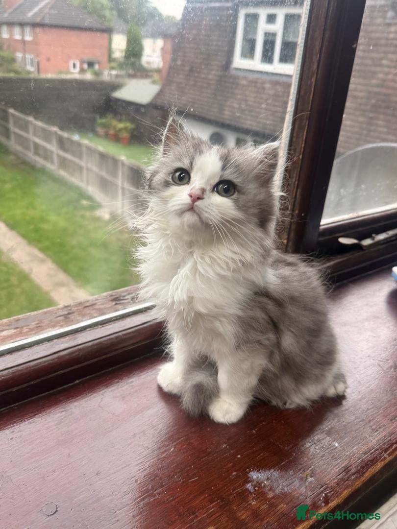 Persian cats Purebred Doll-Face Persian Kittens & Mother - Advert 6
