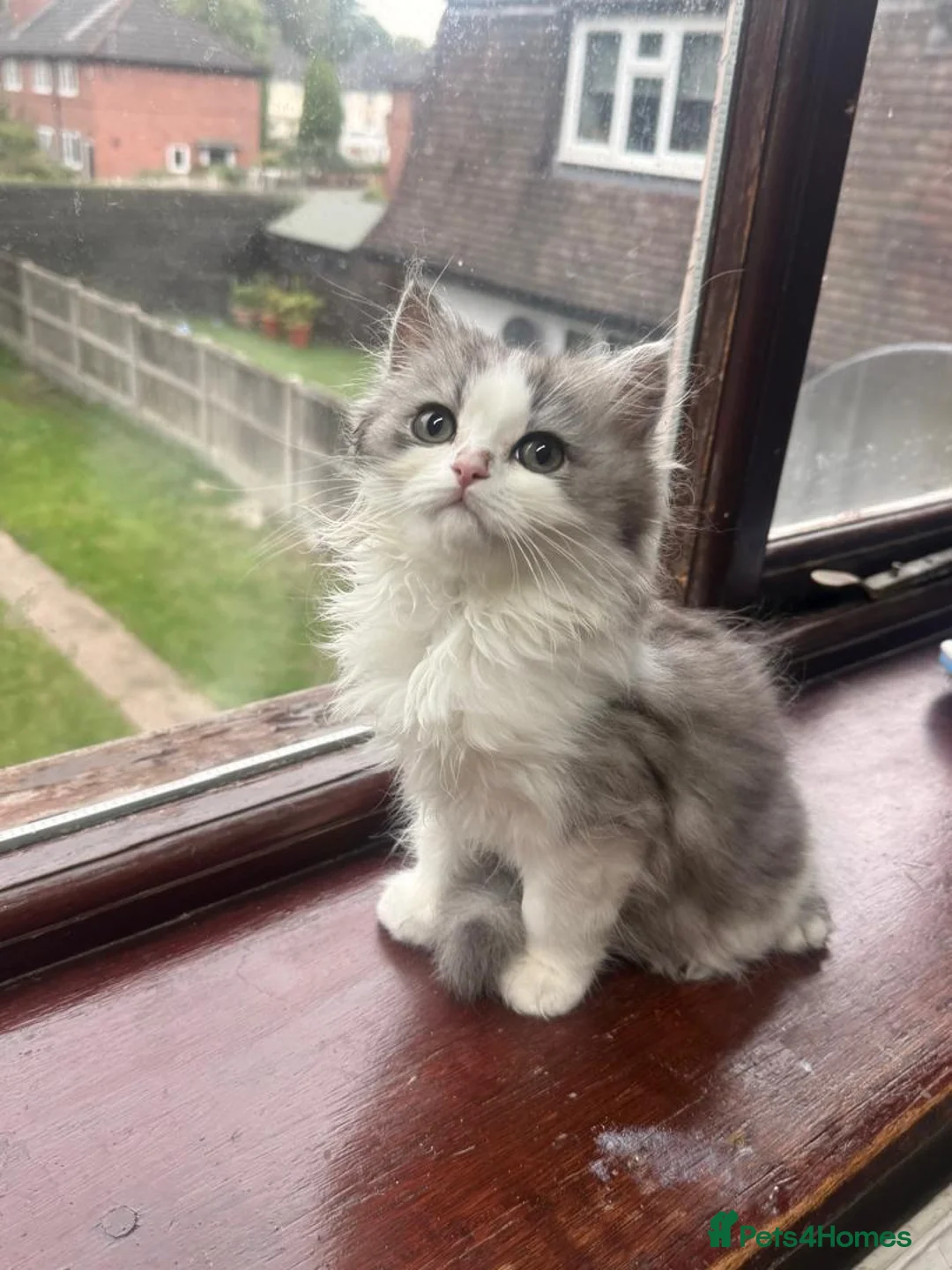 Persian cats for sale: Purebred Doll-Face Persian Kittens & Mother in Manchester - Advert 1