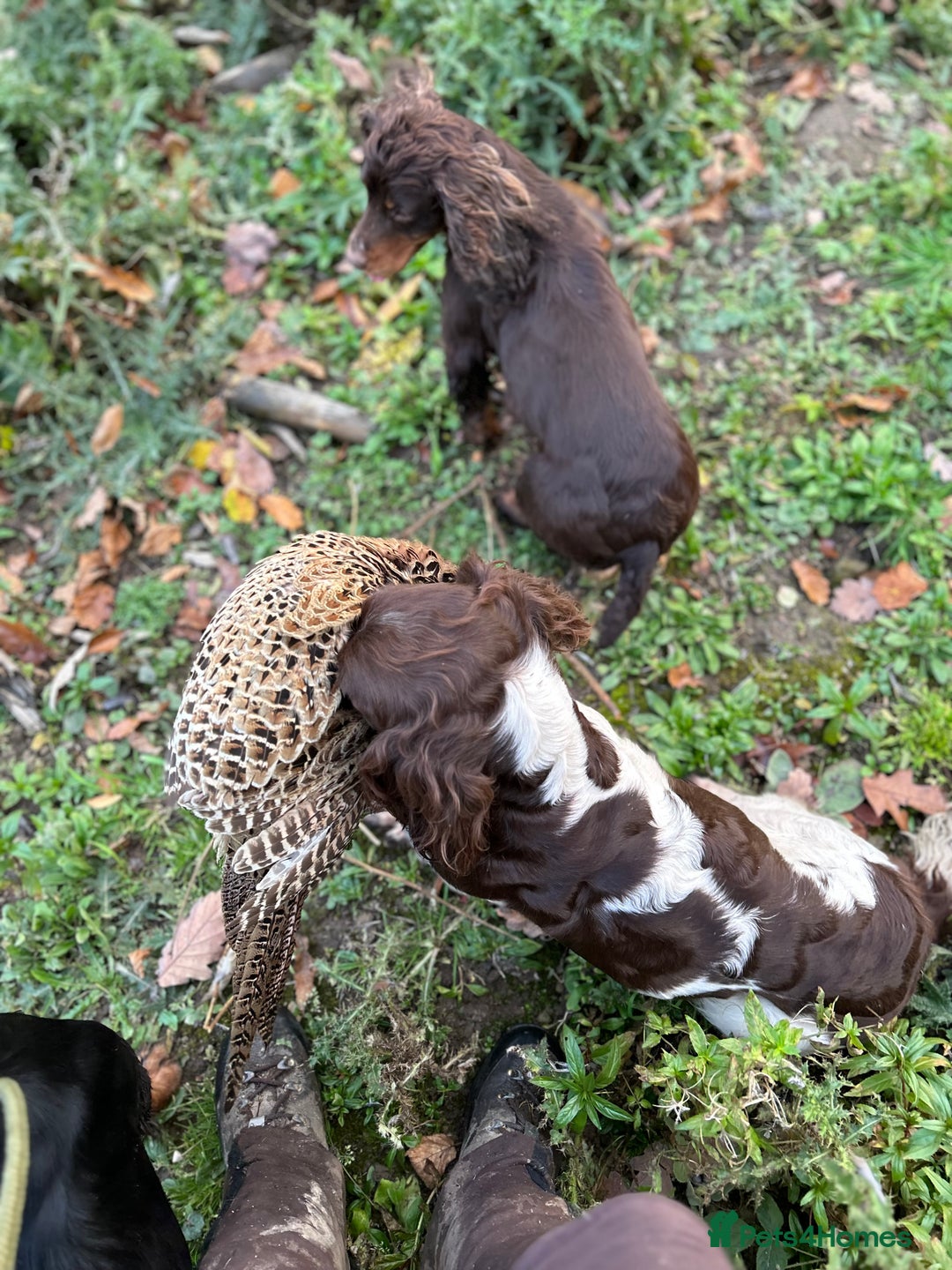 English Springer Spaniel dogs for sale: KC Working Springer Spaniel Puppies - Image 19