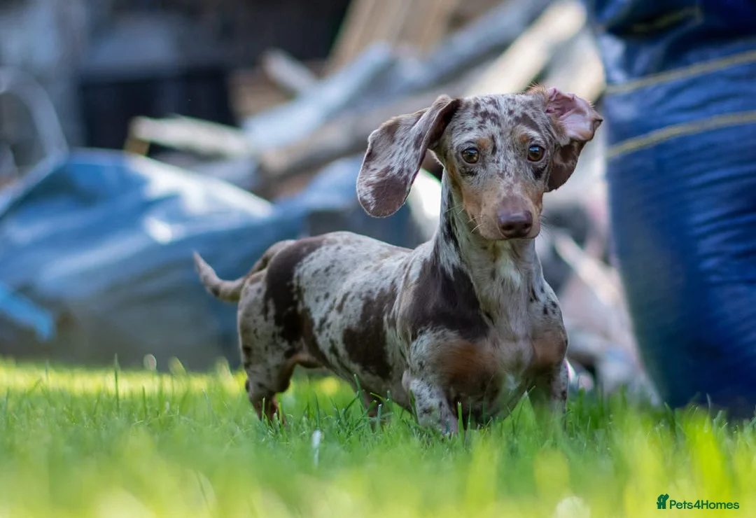 Miniature Dachshund dogs for stud: Mr Bogangles  - Advert 2