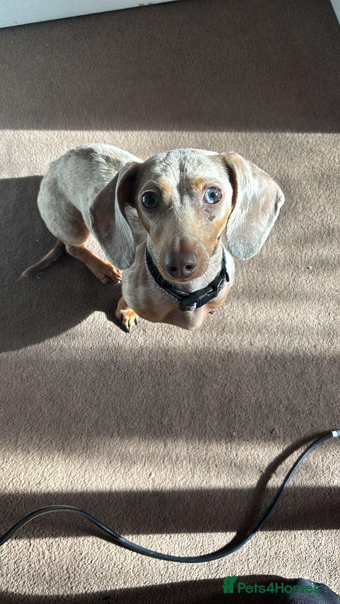 Miniature Dachshund dogs for sale: 2 year old female miniature dachshund  - Image 1