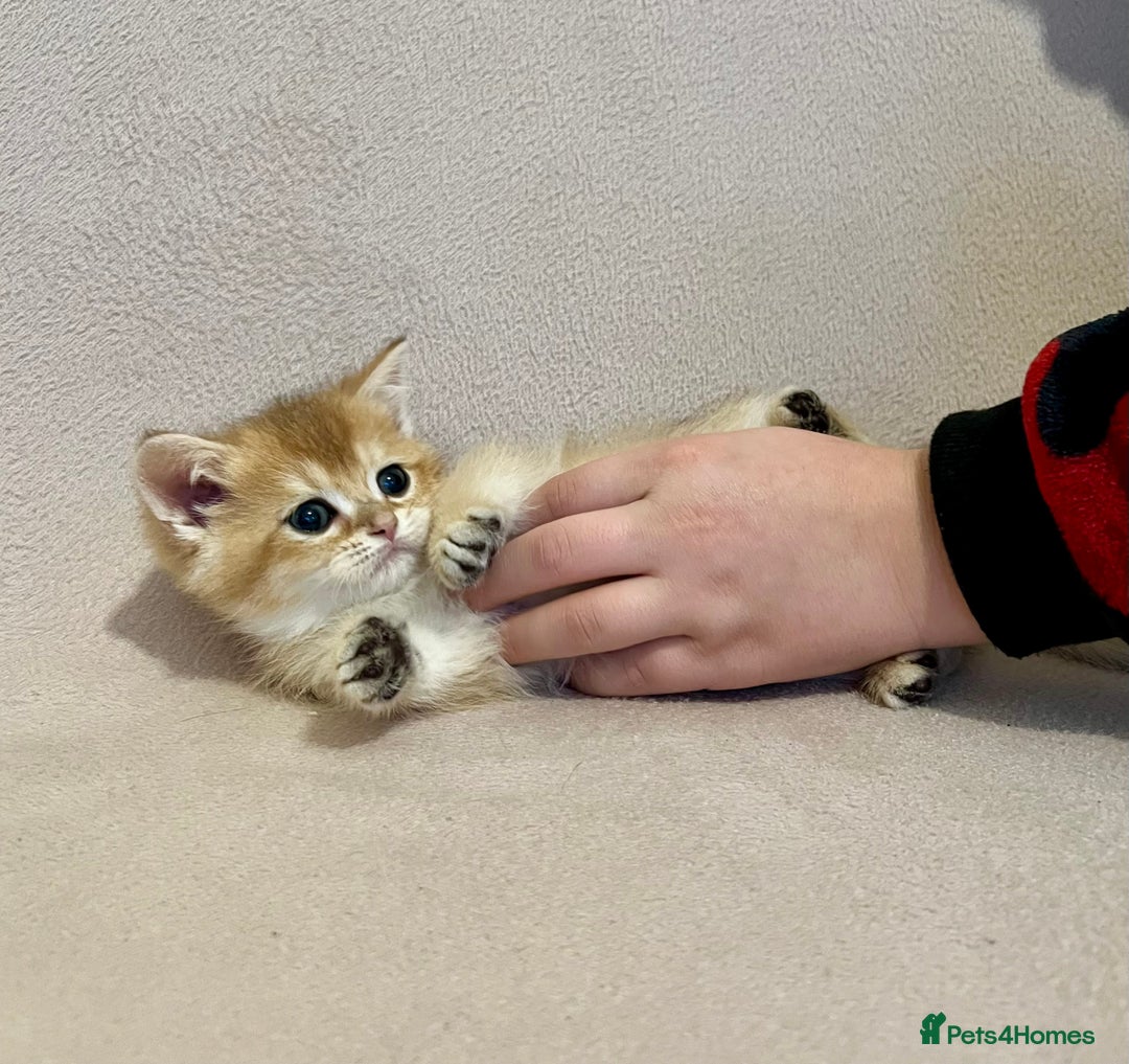 British Shorthair cats for sale: 🐾 Purebred BSH Kittens 🐾 - Advert 18