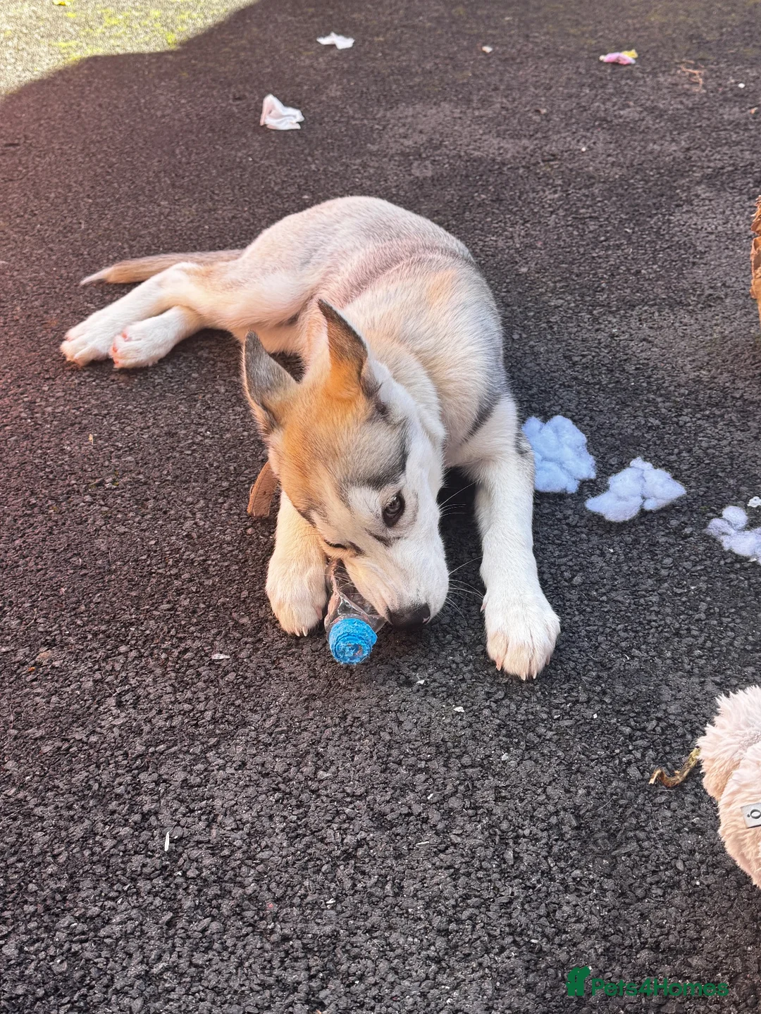 Siberian Husky dogs for sale: Siberian Husky for rehoming in Ashton-under-Lyne - Advert 7