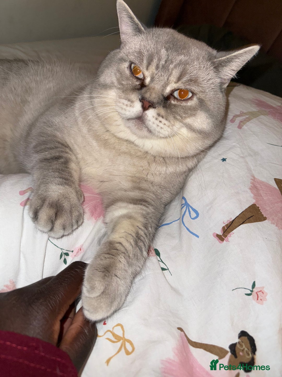 British Shorthair cats for sale: Two beautiful tuxedo boys. - Advert 5