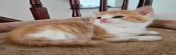 Scottish Fold cats for sale: Adorable Scottish Fold Straight Ear Kittens  - Advert 10