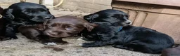 Cocker Spaniel dogs for sale: 6 STUNNING KC REGISTERED COCKER SPANIEL PUPPIES  - Advert 3