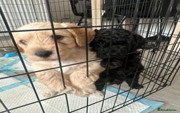 Mixed Breed dogs for sale: Double doodle (Cockapoo cross mini labradoodle) - Image 5