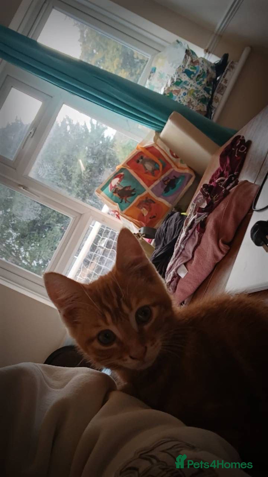 Mixed Breed cats for sale: 4 stunning kittens looking for their forever home. - Image 26