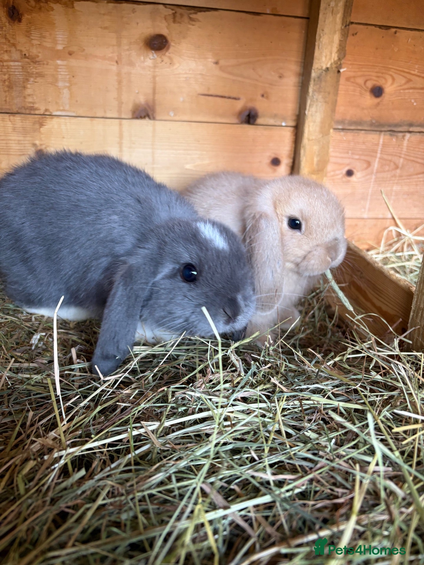 Mini Lop rabbits Mini lop baby rabbits  - Advert 2