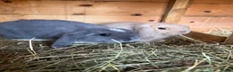 Mini Lop rabbits for sale: Mini lop baby rabbits  - Advert 2