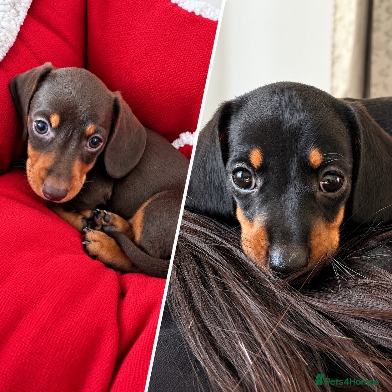 Miniature Dachshund dogs 🐾 Gorgeous Miniature Dachshund Puppies 🐾 - Advert 9
