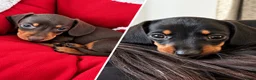 Miniature Dachshund dogs for sale: 🐾 LAST BOY LEFT - adorable miniature dachshund 🐾 - Advert 2