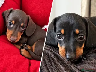 Miniature Dachshund dogs 🐾 Gorgeous Miniature Dachshund Puppies 🐾 - Advert 9